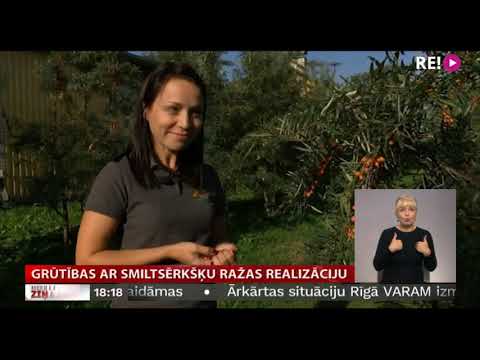 Video: Smiltsērkšķi: Noderīgas īpašības Un Ražas Novākšana Ziemai