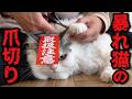 【効果アリ？！】爪切り嫌いの暴れ猫がこうなった…!!!!