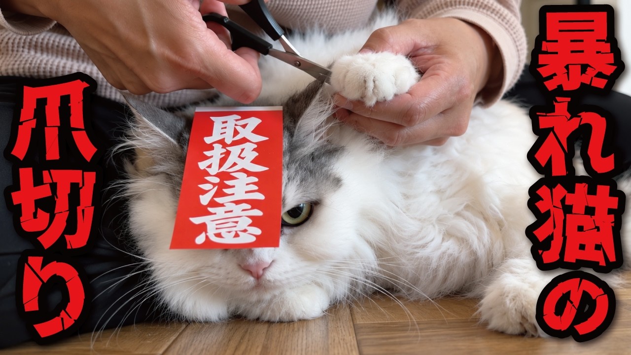 【効果アリ？！】爪切り嫌いの暴れ猫がこうなった…!!!!