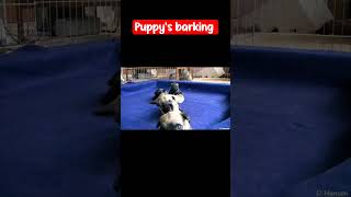 Cute puppy howling & barking #dog #shorts