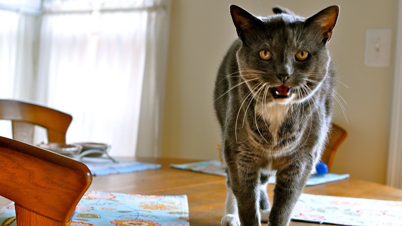 cats meowing 35 youtube