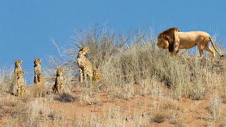 VIDEO Detik-detik Singa Jantan Menyergap Cheetah.! 11 MOMEN Menyedihkan Cheetah Kalah Bertarung
