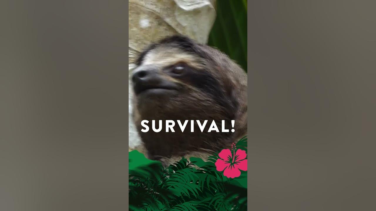 🦥why Are Sloths So Slow Youtube