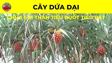 Cây Dứa Dại có tác dụng chữa trị bệnh gì? | Chữa Sỏi Thận Tiểu Buốt Tiểu Rắt