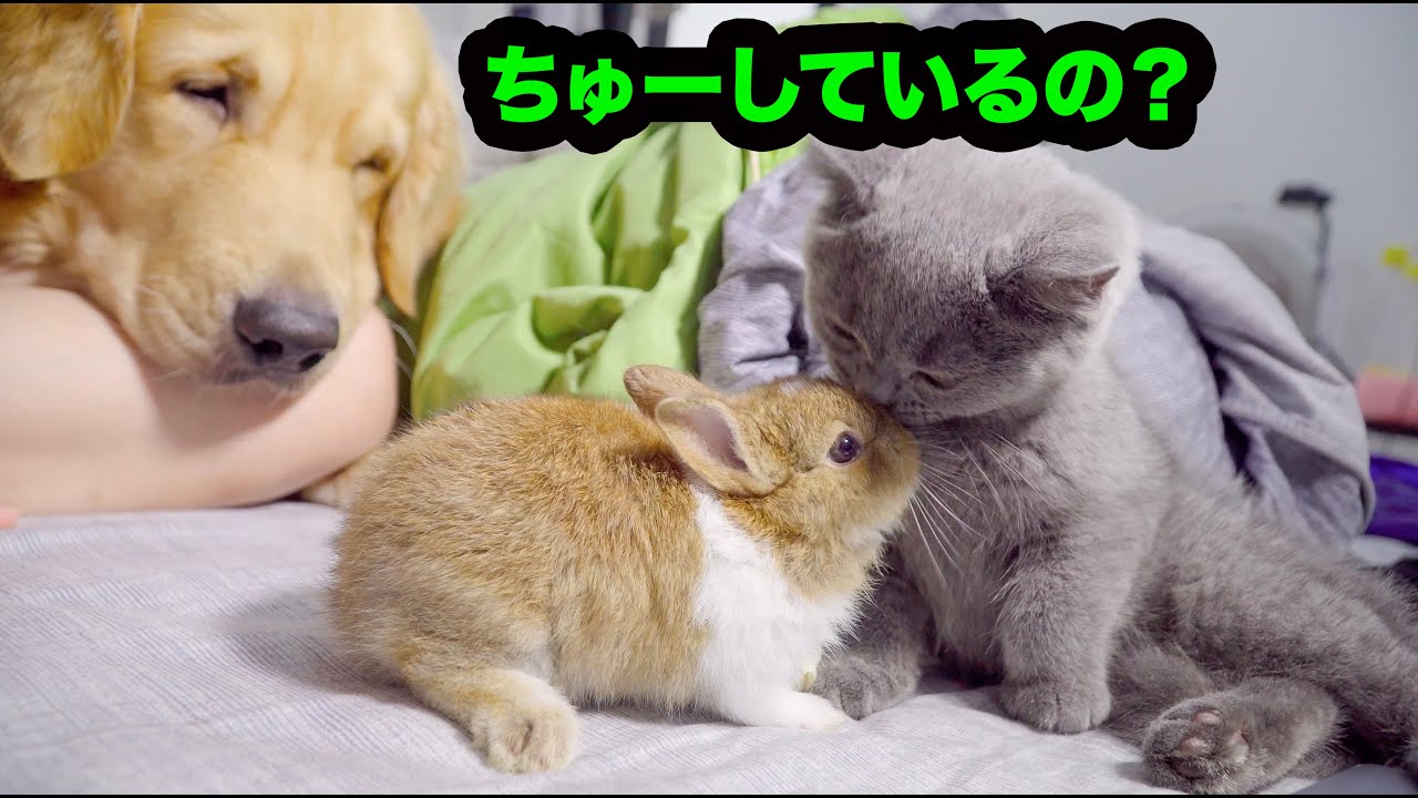 かわいい猫とウサギの初対面 種族をこえて仲良し猫とウサギ Youtube