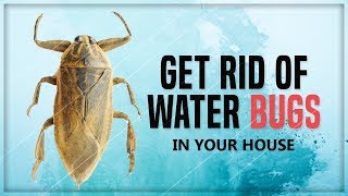 5 Ways To Get Rid Of Water Bugs In Your House Permanently