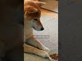 柴犬の『十の気持ち』 #柴犬 #shibainu 【#545】