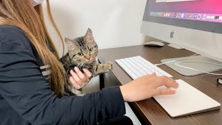 徹夜で仕事中の飼い主を強引に邪魔して怒られてしまった猫w