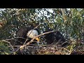 Bald Eagles of Lake Casitas- both eagles catch a fish for the eaglet 08May2020