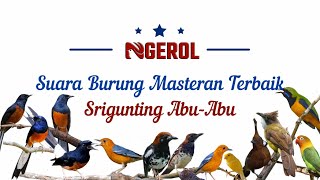 Download Lagu Suara Burung Masteran Terbaik Srigunting Abu Abu MP3