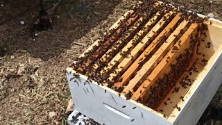 abeilles عالم النحل