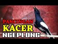 pancingan kacer ngeplong nembak2 memancing kacer bahan agar mau bunyi nyaut ikut ngeplong!