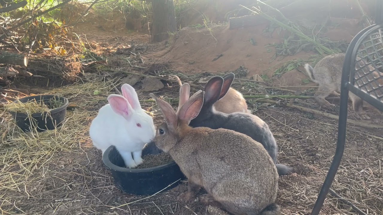 Morning meat rabbit colony chores at breakfast time 5 young rabbits no babies yet.