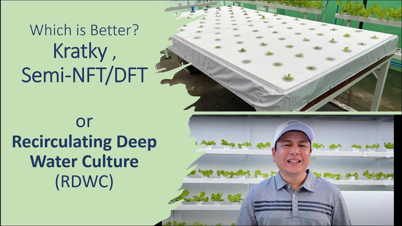 Which is Better: Kratky or Semi-NFT/DFT or RDWC? | Nars Adriano