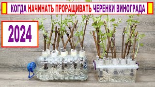 🍇 Когда МОЖНО НАЧИНАТЬ УКОРЕНЯТЬ черенки винограда? Без ЭТОГО не получится вырастить хорошие саженцы