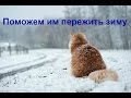 😻Бездомные кошки чуть не замерзли. Меня покусали)))