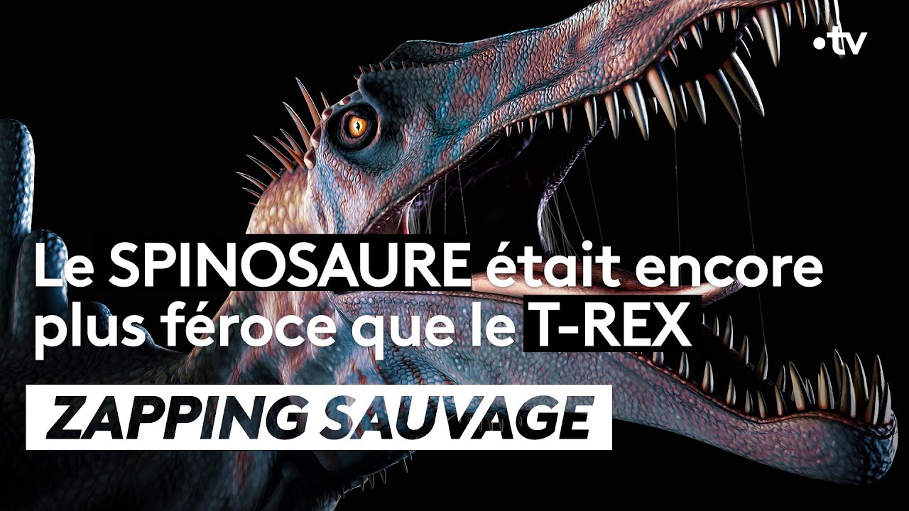 Le spinosaure était encore plus féroce que le T-Rex - ZAPPING SAUVAGE