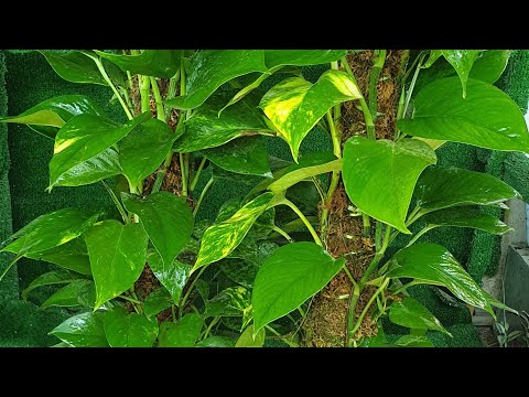 فيديو: العناية بالنباتات Sweetfern - نصائح حول زراعة Sweetferns في الحدائق