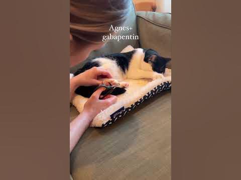 gabapentin dog nail trim