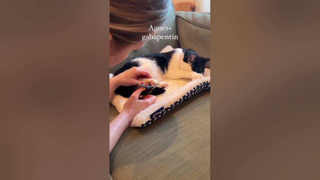 gabapentin dose cat sedation