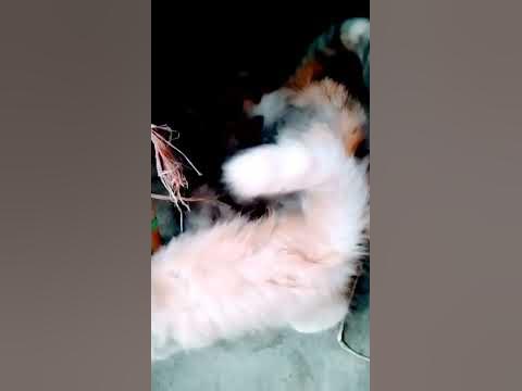 kucing ekor panjang bulu kapas - YouTube