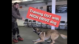 How to Train a HIGH DRIVE dog to OUT