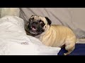 Pug pillow fight