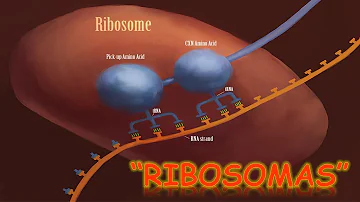 ¿Qué es lo que fabrica los ribosomas?