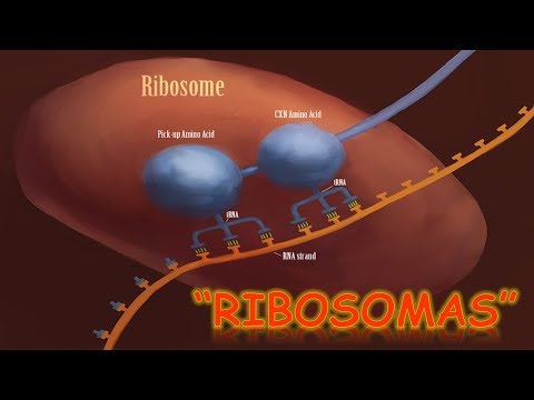 LOS RIBOSOMAS :