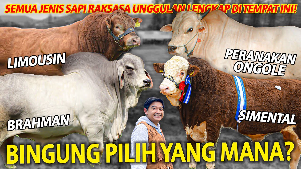 BINGUNG PILIH YANG MANA BUAT DIJADIIN SAPI KESUKAAN! SEMUA JENIS SAPI RAKSASA LENGKAP DI BIB LEMBANG