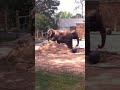 New elephants at Little Rock Zoo