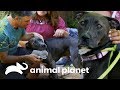 ¡Perro más difícil de adoptar encuentra un hogar! | Pit bulls y convictos | Animal Planet