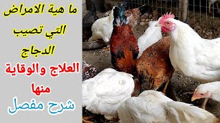 جميع الامراض الخطيرة التي تصيب الدجاج او الطيور 🐔 كيف وقاية الدجاج من الامراض❓