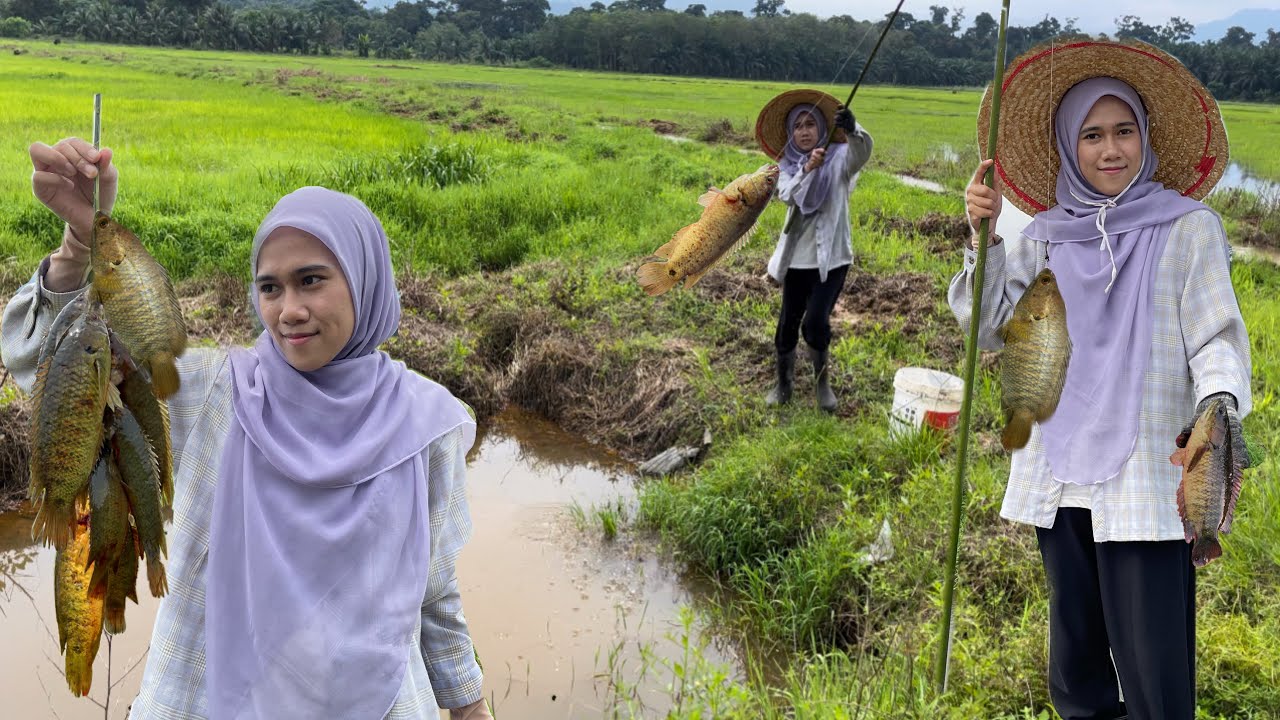 CARI LAUK Di TENGAH SAWAH PADI, BANYAK KITA DAPAT ‼️