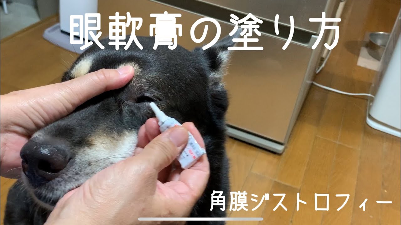 毎日の めぐめぐ 目薬 シュヴァルツ 権三通信 Vol 44 茶々吉24時 ー着物と歌劇とわんにゃんとー