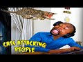 CATS ATTACKING PEOPLE REACTION