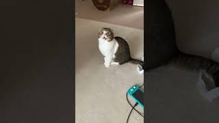 猫がすねる瞬間がこちらですwww