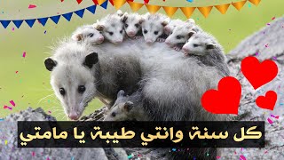 حيوانات تستحق عيد أم by عشوائيات 68,334 views 2 months ago 8 minutes, 31 seconds