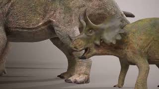 Triceratops growth chart (based on fossilized specimens)