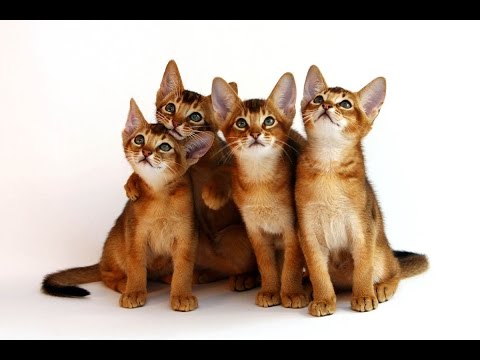 ВОСЕМЬ САМЫХ УМНЫХ ПОРОД КОШЕК