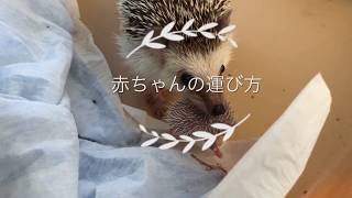 トコちゃんに 匹の赤ちゃんが生まれましたー♪