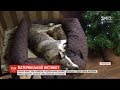 На Львівщині собака, яку торік знайшли з відрубаними чотирма лапами, прихистила двох цуценят