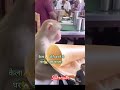 Monkey 🐒 Food Service #foodservice #monkeyvideo #talentshow #monkeylife