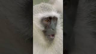 Monkeying around on Monkey Day | San Diego Zoo #shorts