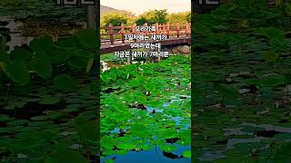 #오리가족#하남시#당정뜰 작은호수