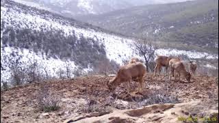 Каратауские архары попали в фотоловушку Сайрам-Угамского национального парка