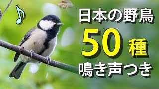 【解説】鳥の声を学ぼう野鳥50種 鳴き声つき