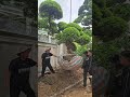 Pha Cẩu Cây Tùng La Hán Dáng Long Bay Qua Mái Nhà | Gã Đầu Bạc - Vua Tùng