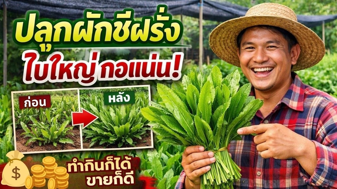 ปลูกผักชีฝรั่งแบบบ้านๆ แต่ใบใหญ่เกินคาด!