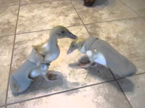 Ducklings wearing homemade  diapers  with socks YouTube